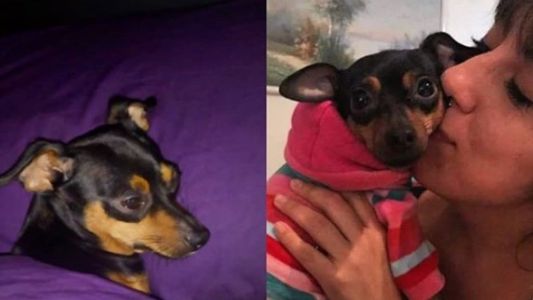 La joven que ofrece 30.000 pesos y su auto por su perro perdido