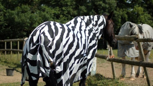 Los científicos revelaron porqué las cebras tienen rayas