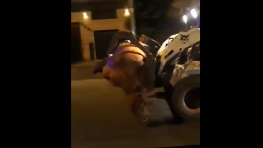 Maltrato animal: una vaca escapó de un camión y la subieron a una pala mecánica
