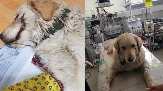 Pura maldad: le cortó la boca a su perro para que se parezca a "El Guasón"