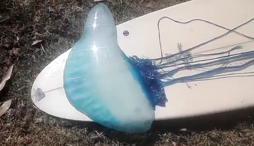 Video: la "medusa" venenosa de 2,5 metros que asustó a un surfista