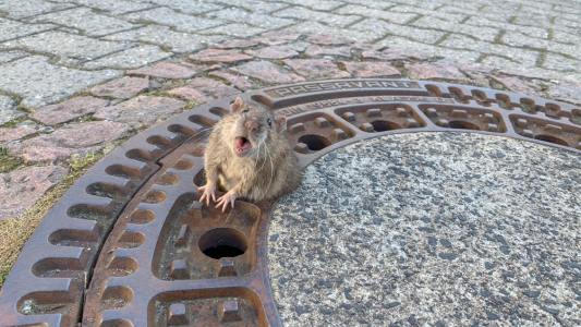 Video: una rata obesa quedó atrapada en una alcantarilla y los bomberos la rescataron