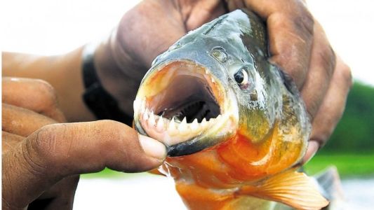 Volvieron los ataques de palometas en Rosario, cuatro personas fueron mordidas