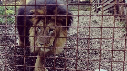Lo mató un león al que criaba de manera ilegal