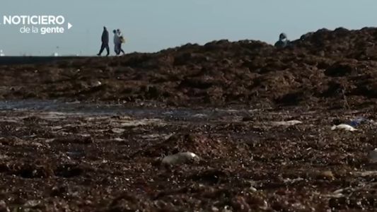 Invasión de algas en Mar del Plata: ¿a qué se debe?