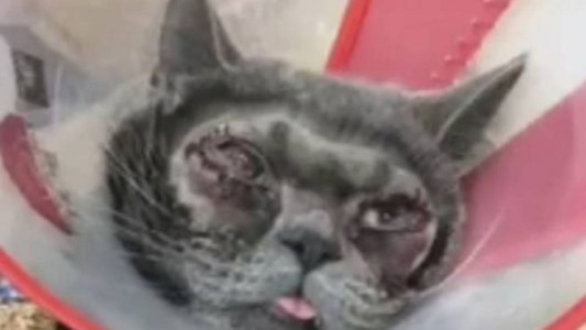 China: una mujer operó a su gato porque tenía "los ojos feos"