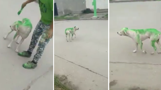 Maltrato animal: militantes de una legisladora tucumana pintaron a un perro