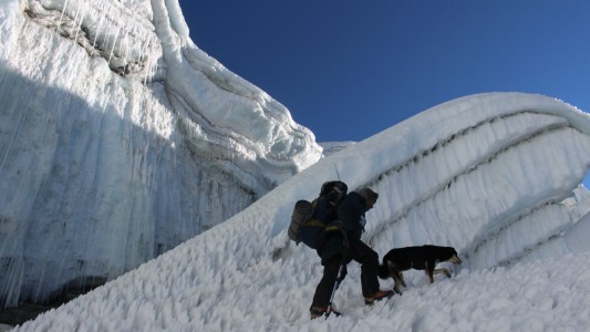 Mera, la perra callejera que conquistó el Himalaya