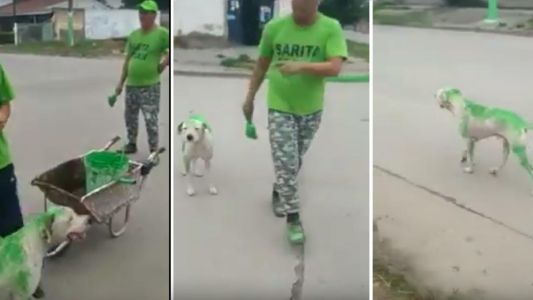 Bañaron al perro que habían pintado de verde y la candidata tucumana pidió disculpas