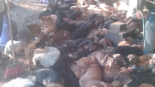 Dan en adopción a 120 perros y gatos que quedaron en la calle cuando desalojaron a sus dueñas
