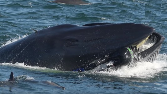 "Se dio cuenta de su error y abrió la boca para escupirme": habló el buzo tragado por una ballena
