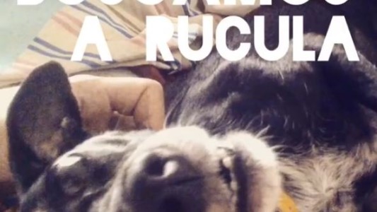 Video: una familia de Don Torcuato ofrece 30 mil pesos de recompensa por su perra robada