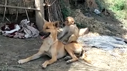 Viral para morirse de amor: una perra adoptó a un pequeño mono y hasta lo amamanta