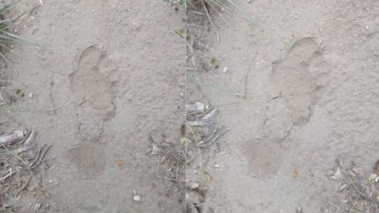 Denuncian que un gorila anda suelto por las calles de un pueblo puntano