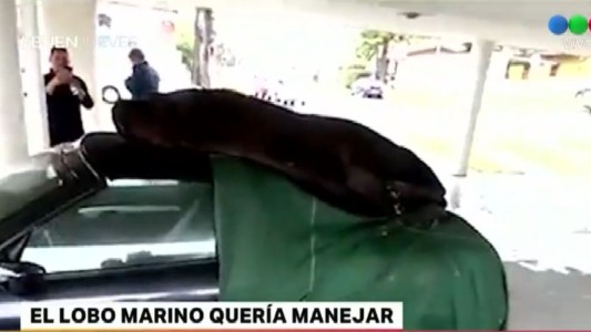 Punta del Este: un lobo marino se trepó a un auto de lujo