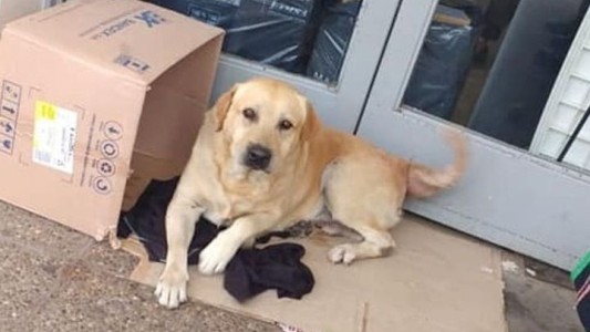 La triste historia del perro que espera en la puerta del hospital a su dueño muerto