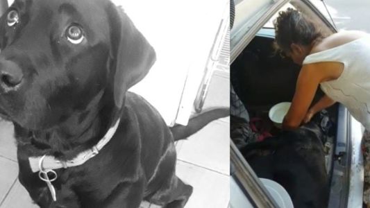El duro descargo de la dueña de una perra que murió encerrada en el auto de su cuidadora