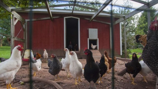 Gallinas mataron a un zorro que se metió en su gallinero