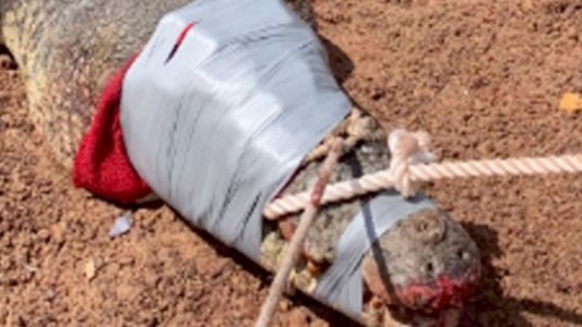 "Metieron preso" a un cocodrilo que se comió 12 perros en Australia
