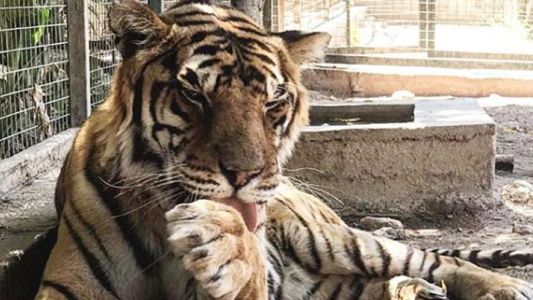 Trasladaron al tigre y al león del zoo de Santiago del Estero a Sudáfrica