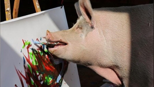 Del matadero a la galería de arte: la historia de "Pigcasso"