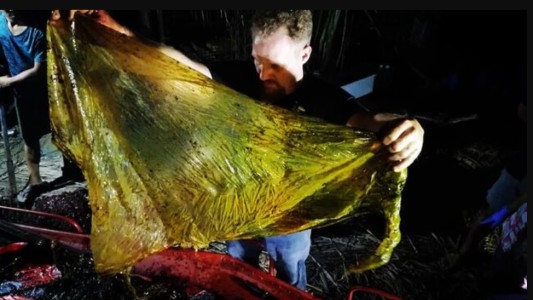 "Rompe el corazón": ballena que murió de hambre tenía 40 kilos de plástico en el estómago