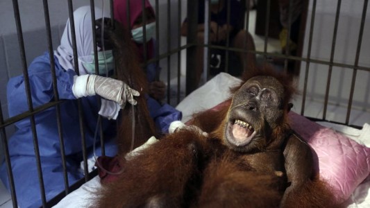 La orangutana que sobrevivió a 74 disparos de los cazadores
