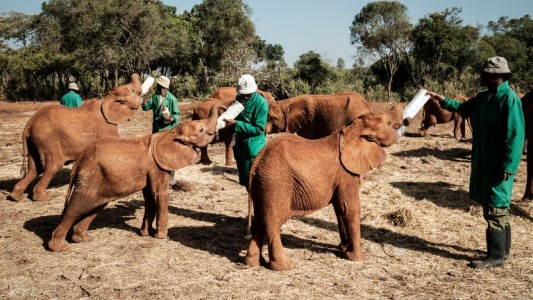Biberones, mimos y fútbol: un día en un refugio para elefantes bebés
