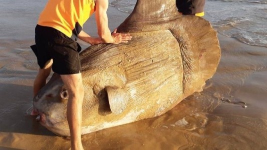 El extraño pez que parecía una estatua que hallaron en la playa de Australia