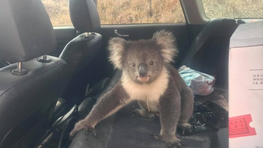 Video: un koala que se cansó de la naturaleza y buscó el aire acondicionado