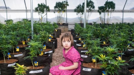 Osecac deberá proveerle cannabis "Charlotte" a un niño con epilepsia