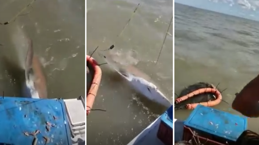 Polémica en Bahía Blanca: capturaron un tiburón y lo remataron a tiros