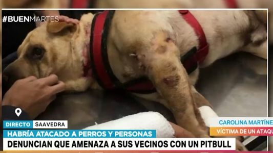 Denuncian que una mujer amenaza con su pitbull a los vecinos