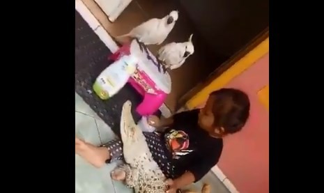 La nena que juega con un cocodrilo: lo maquilla y le cepilla los dientes