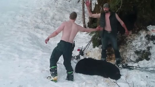 Padre e hijo matan a una osa y sus cachorros: festejan la matanza