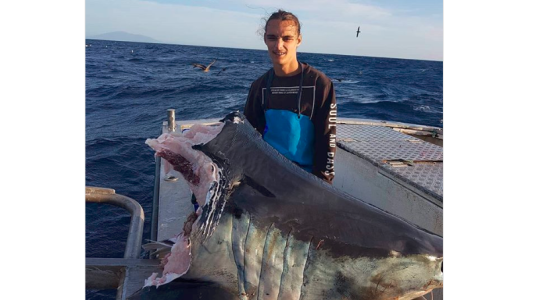 Misterio en el mar: ¿qué criatura pudo cortar la cabeza de este enorme tiburón?
