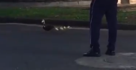 Video: agente de tránsito frena los autos para que una familia de patos cruce la calle