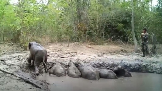 Video: así rescataron a seis elefantes bebés atrapados en un pozo