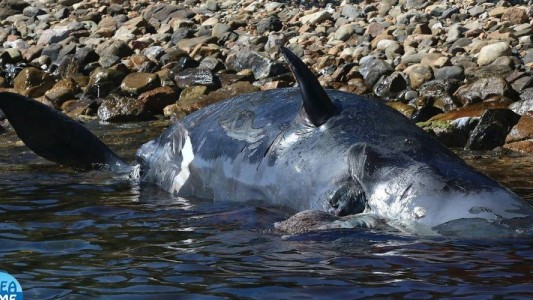 Murió una ballena embarazada con 22 kilos de plástico en el estómago