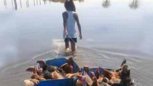 La historia de la nena que improvisó una balsa para salvar a sus animales de la inundación