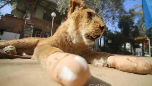 Le amputaron las garras a una leona para que los visitantes del zoo de Franja de Gaza puedan jugar con ellas