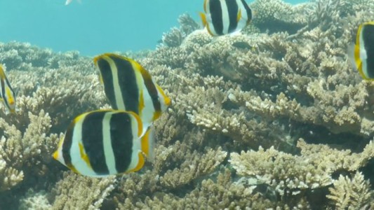 Arrecifes de corales en peligro