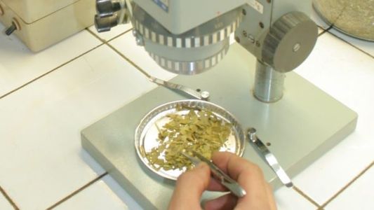 El mate tendría un efecto preventivo sobre el desarrollo de la enfermedad del Parkinson