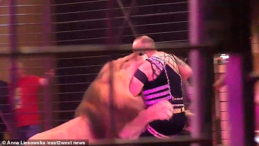 Video escalofriante: el momento en que un león ataca a su entrenador en pleno show de un circo