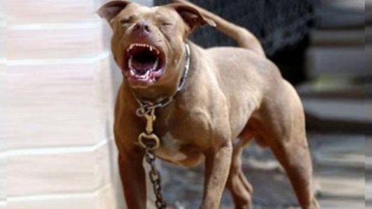 Un pitbull le destrozó la boca a una mujer que intentó besarlo