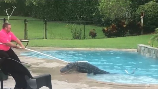 Salió al jardín y encontró un cocodrilo en su pileta