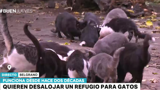 Quieren desalojar un refugio para gatos que funciona hace dos décadas