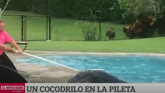 Video de terror: hay un cocodrilo en la pileta