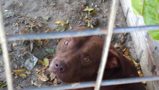 Una mujer murió por 200 mordeduras de su perro pitbull
