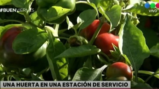 En una estación de servicio armaron una huerta